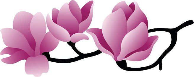 Pink magnolia blossoms on a black branch against white background, stylized vector illustration.