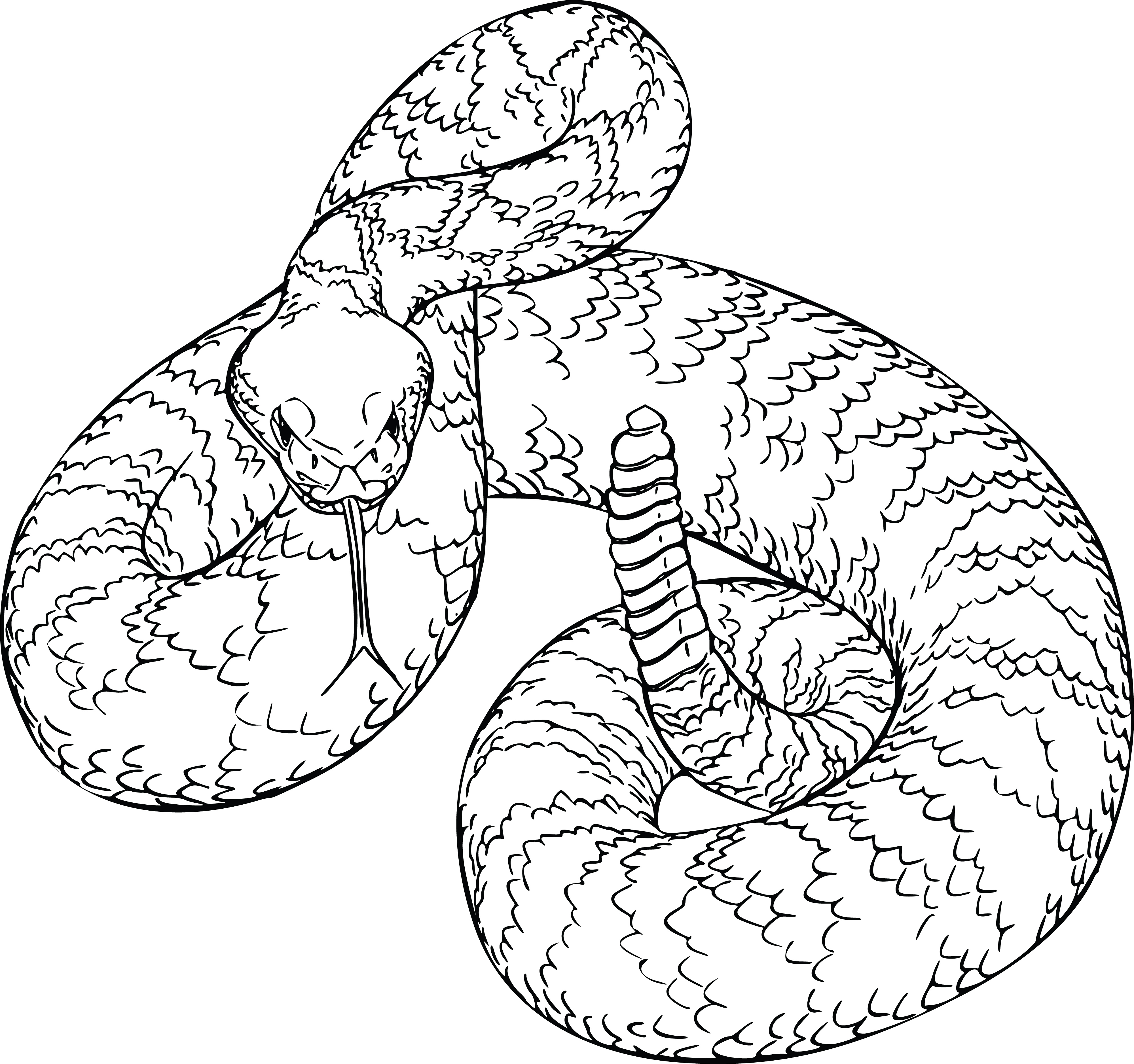 Coiled rattlesnake in detailed black-and-white line art, showing scales, rattle, and triangular head.