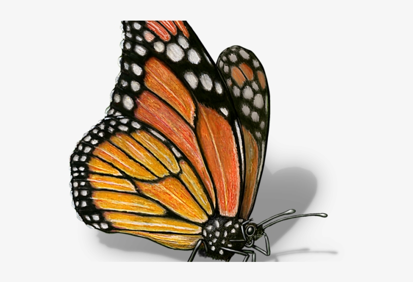 Monarch Butterfly Illustration - Detailed Artwork for Nature & Education