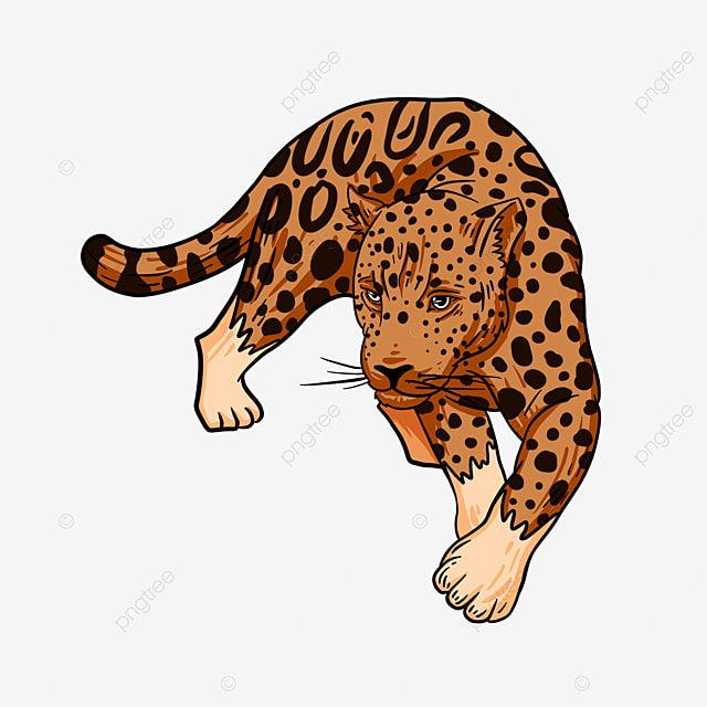 Leopard Illustration - Dynamic Wildlife Art for Design & Education