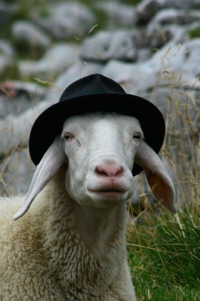 White sheep wearing a black fedora hat, sitting in grassy rocky terrain with a curious expression.