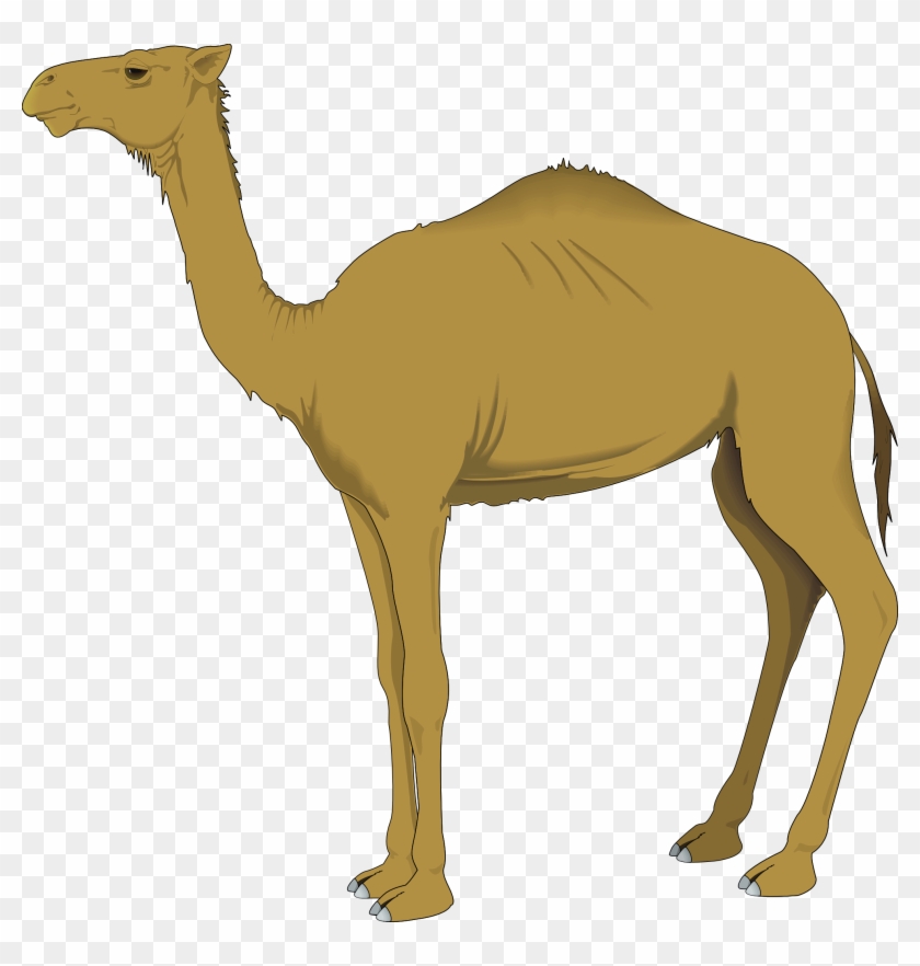 Free camel nativitys, Download Free camel nativitys png images, Free ...