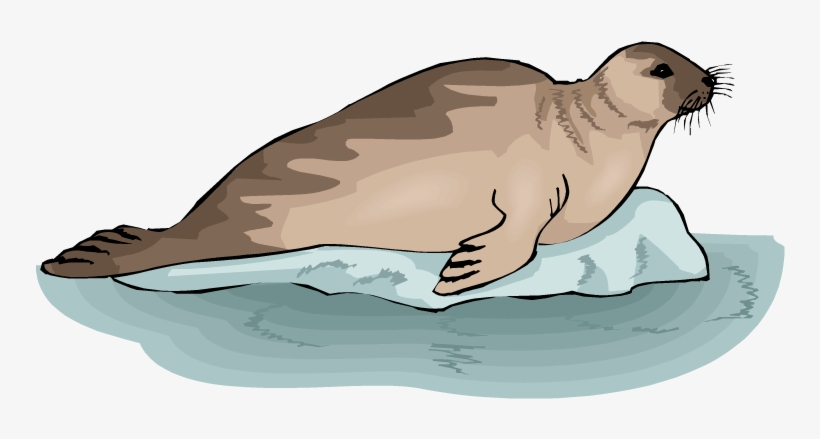 Seal on Ice Floe - Illustration of Arctic Marine Mammal Habitat