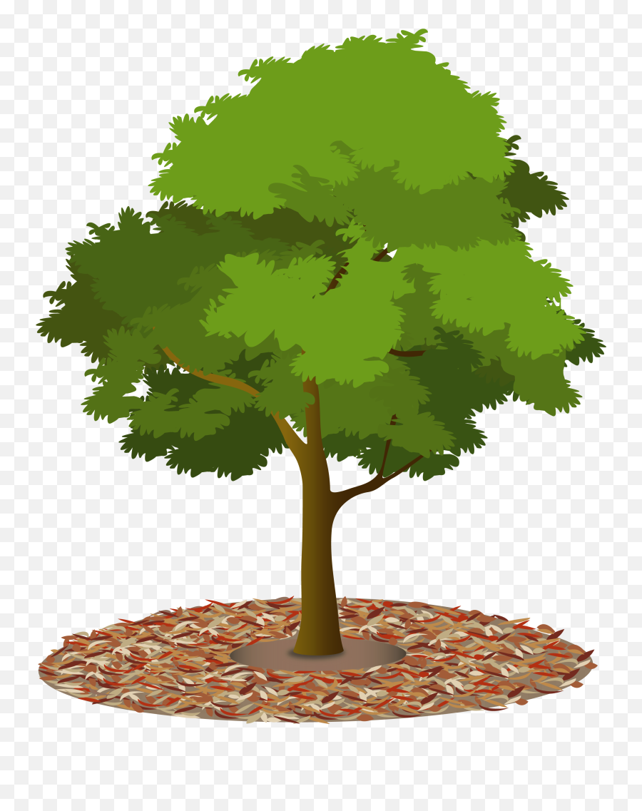 A lush green deciduous tree with a brown trunk and leaf mulch at its base, set against a transparent background.