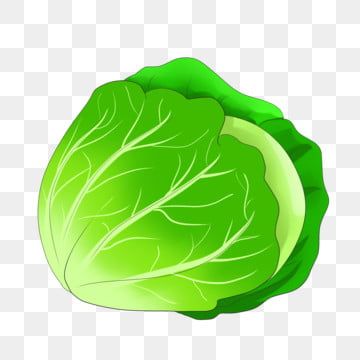 Fresh green cabbage with layered leaves and visible veins, isolated on transparent background.