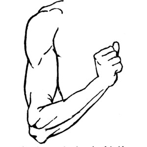 Line drawing of a flexed human arm highlighting bicep and forearm musculature in anatomical detail.