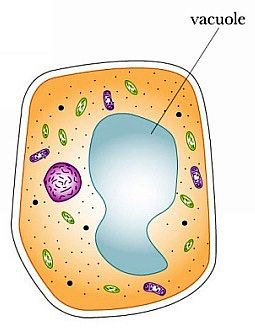 Labeled diagram of a plant cell showing nucleus, vacuole, mitochondria, and chloroplasts.