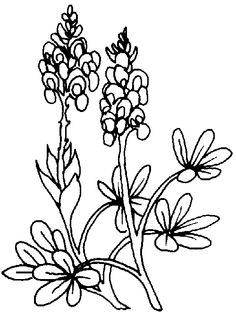 Black-and-white line drawing of a flowering plant with clustered blooms, lanceolate leaves, and basal rosettes.