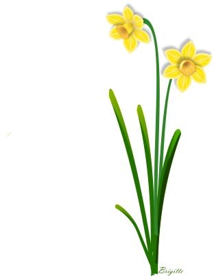 Two bright yellow daffodils with green stems and leaves on a white background.