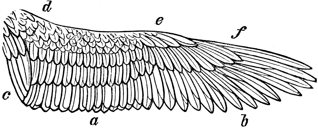 Labeled anatomical diagram of a bird’s wing showing primary, secondary, and covert feathers (a-f).