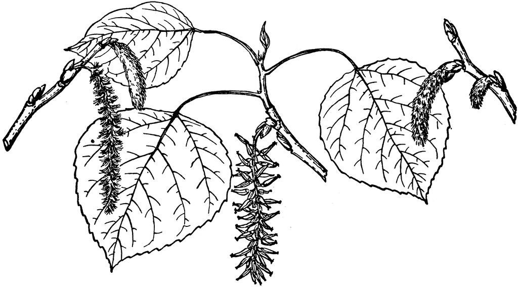 Birch Tree Botanical Illustration - Leaves, Catkins, and Branch Structure