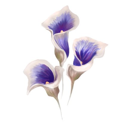 Calla Lily Stock Illustrations, Cliparts And Royalty Free Calla - Clip 