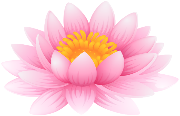 Pink lotus flower with yellow stamen, fully bloomed against transparent background.
