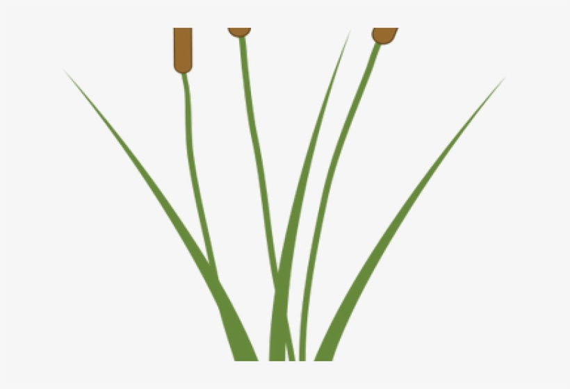 cattails - Clip Art Library