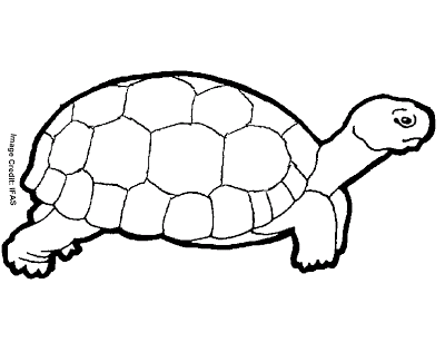 Tortoise Coloring Page for Kids - Free Printable Outline