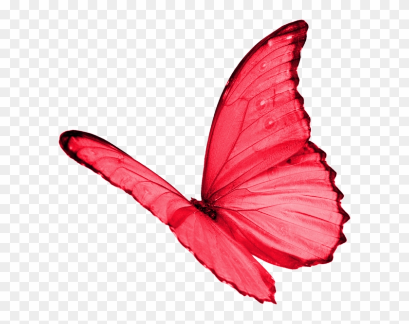 Vibrant red butterfly with translucent wings in mid-flight against transparent background.