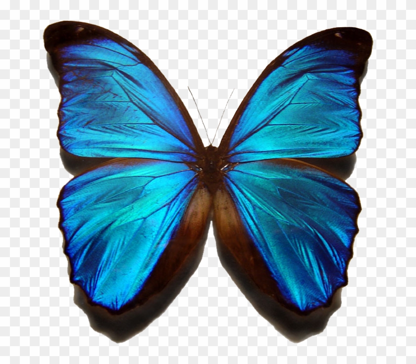 Clip Art Image Morpho Glasswing Butterfly, PNG, 600x600px, Morpho ...