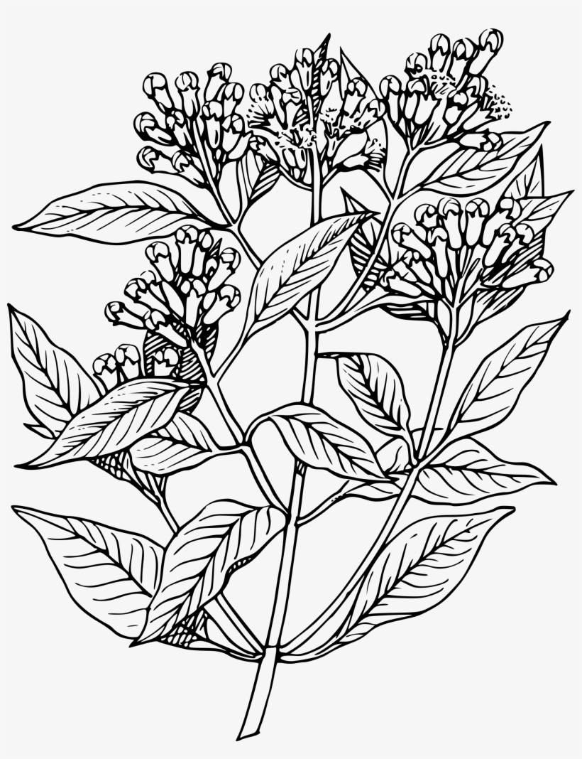 herbs - Clip Art Library