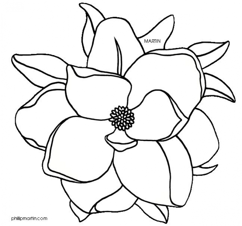 Free Magnolia Flower Coloring Page - Printable Line Art by Phillip Martin