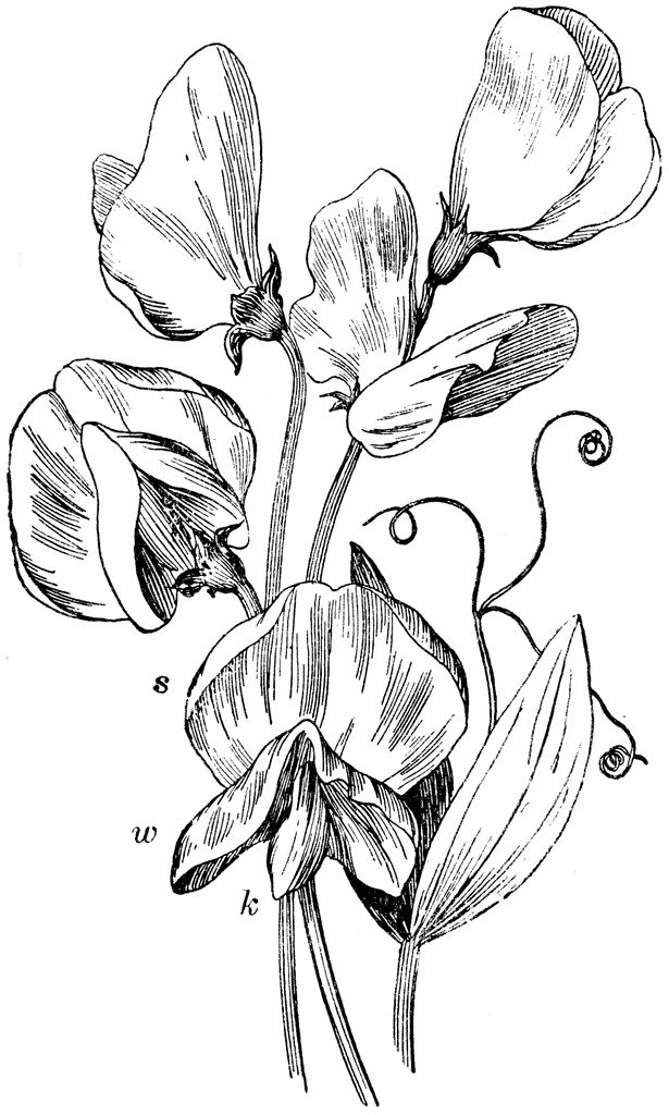 Pea Flower Anatomy - Botanical Illustration & Structural Details