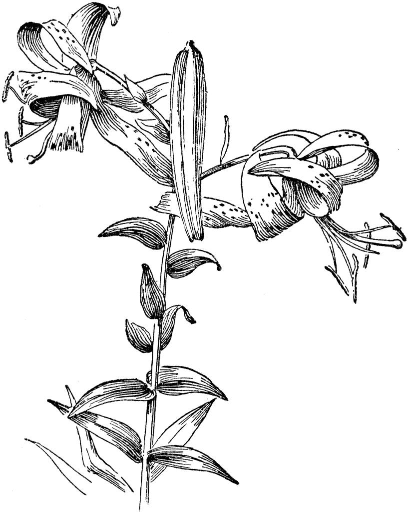 Black-and-white botanical illustration of spotted lily flowers with recurved petals, stamens, and unopened buds on a stem.