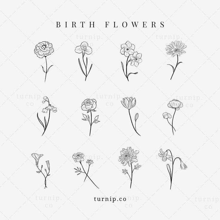 Outline jasmine flower tattoo simple Royalty Free Vector