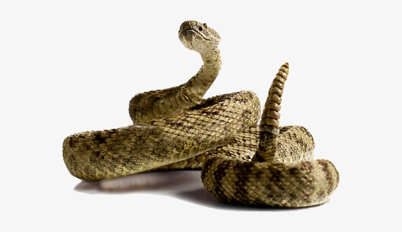 Coiled rattlesnake with raised head and visible rattle, poised in defensive posture against white background.