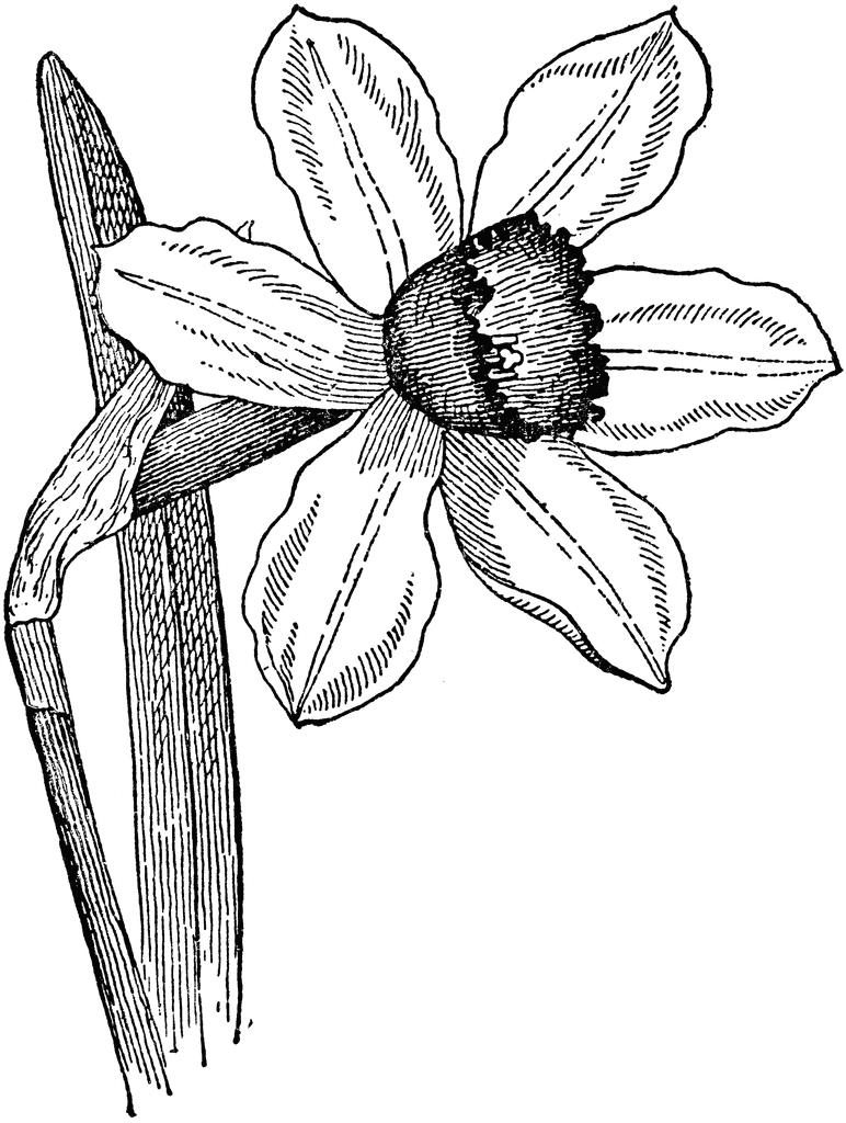 Black-and-white botanical illustration of a daffodil with six petals and a trumpet-shaped corona, detailed with fine line shading.