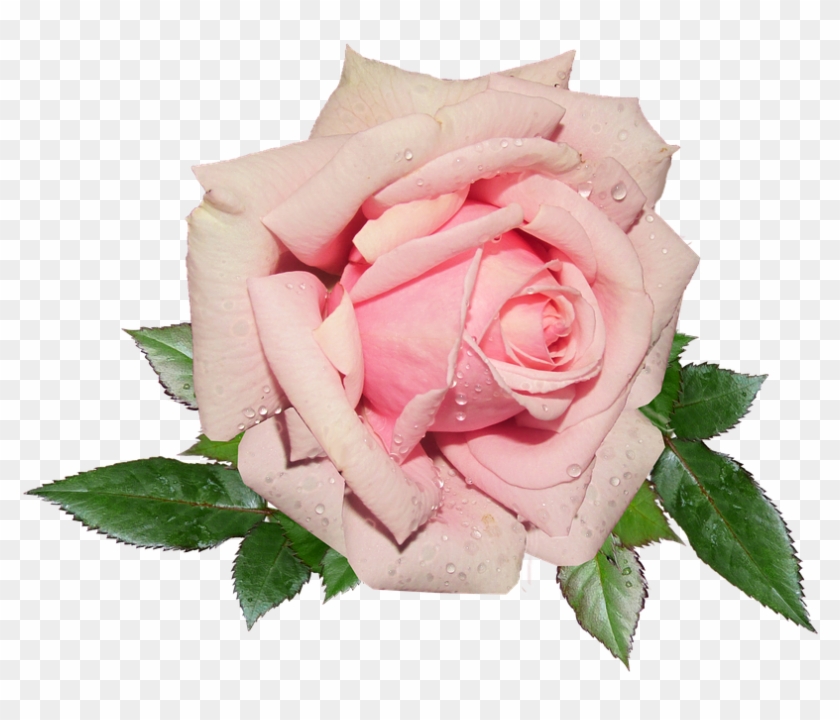 small roses - Clip Art Library