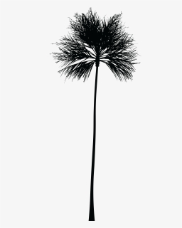 Palm Tree Silhouette - Free Vector Illustration for Tropical Design