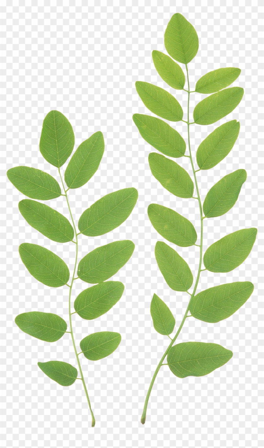 Two vibrant green compound leaves with oval leaflets on slender stems, isolated on transparent background.