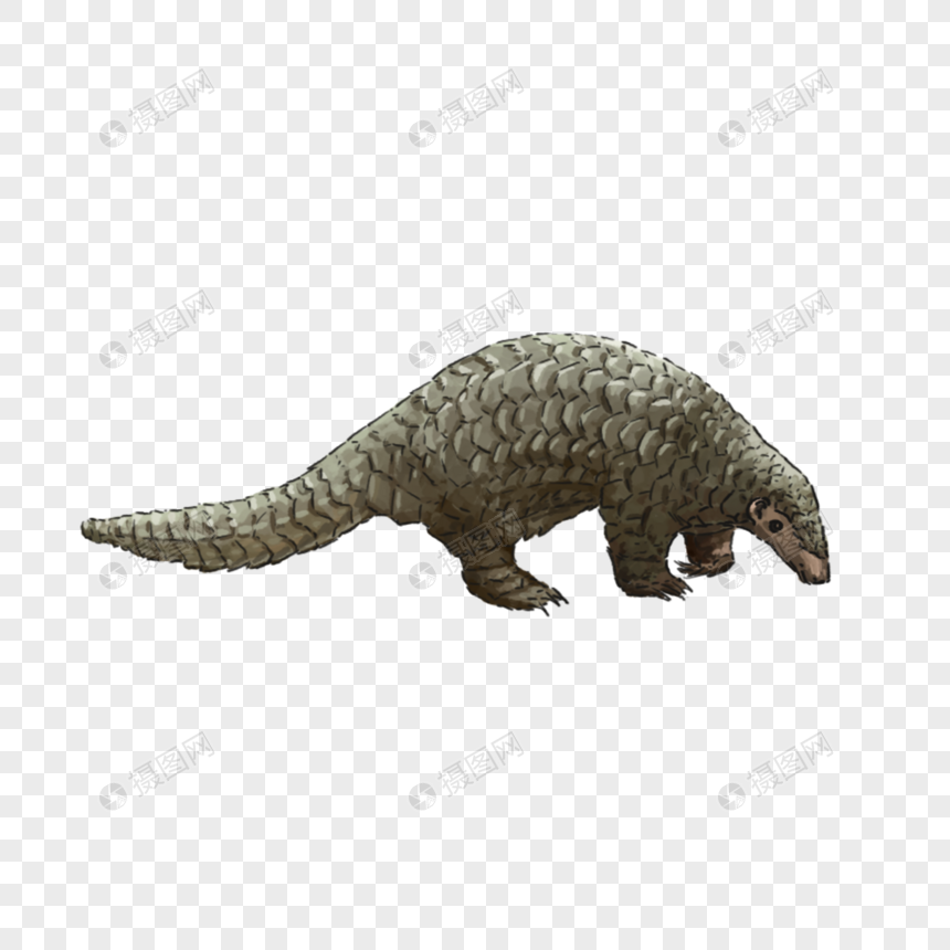 A detailed illustration of a pangolin walking, covered in overlapping keratin scales, with a long tail and small head.