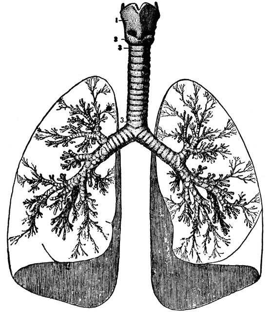 Labeled anatomical illustration of human lungs and trachea, showing bronchial tree structure and larynx.