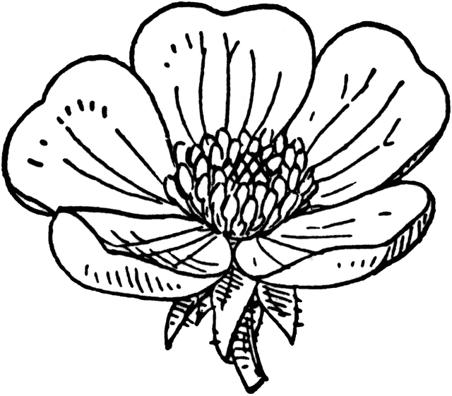 Black-and-white line drawing of a five-petaled flower with detailed stamens and sepals.