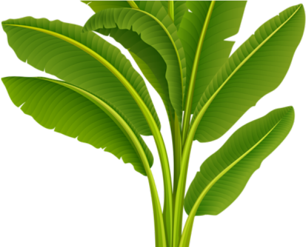 Vibrant green banana plant leaves with prominent veins and glossy texture against black background.