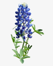 Colorful Texas Bluebonnet clipart free image download