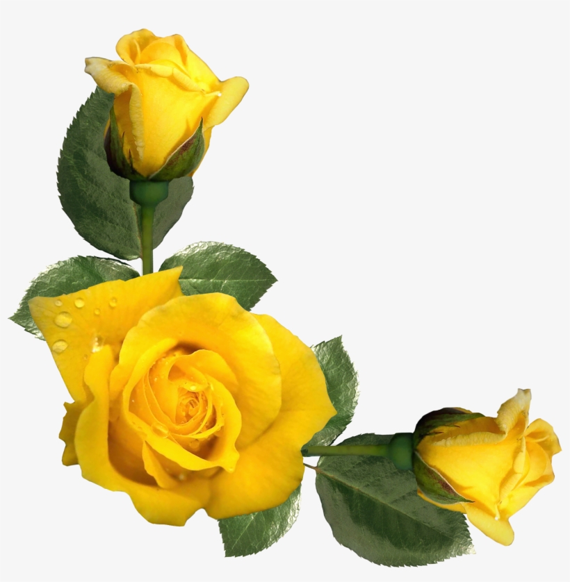 yellow rose