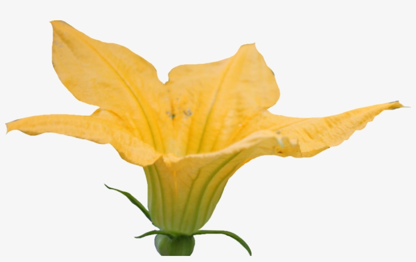 Vibrant yellow squash blossom with delicate petals and green calyx against white background.