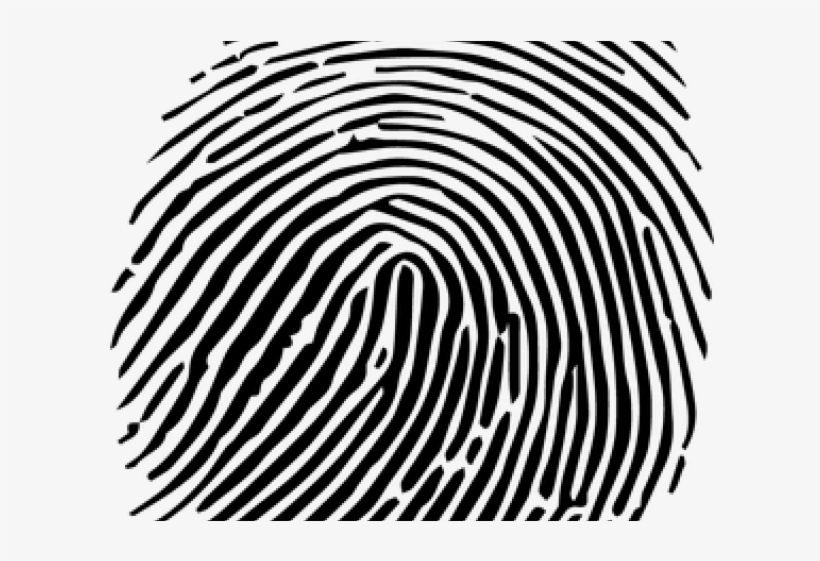 Black-and-white illustration of a loop-type fingerprint with detailed ridge patterns and minutiae points.