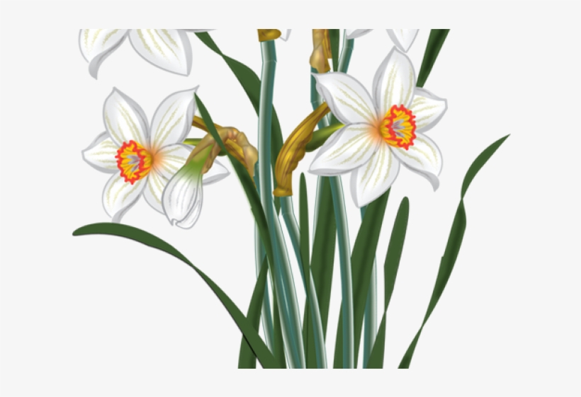 Daffodil Flower Illustration - Botanical Art for Spring Gardens