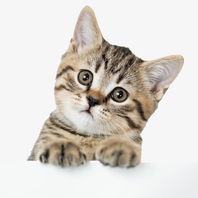 Adorable tabby kitten with wide curious eyes peeking over a white surface.