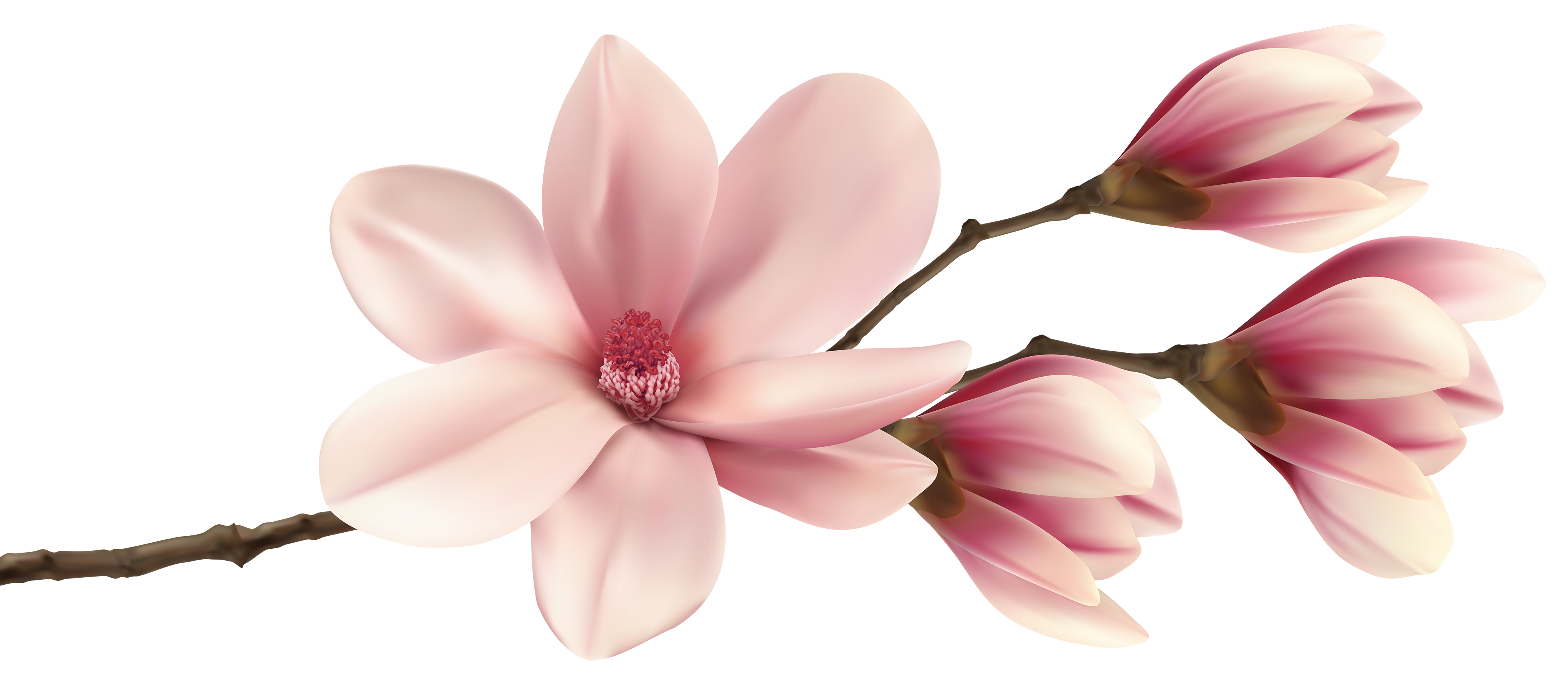Delicate pink magnolia blossoms with soft petals and a textured red center, set against a warm gradient background.