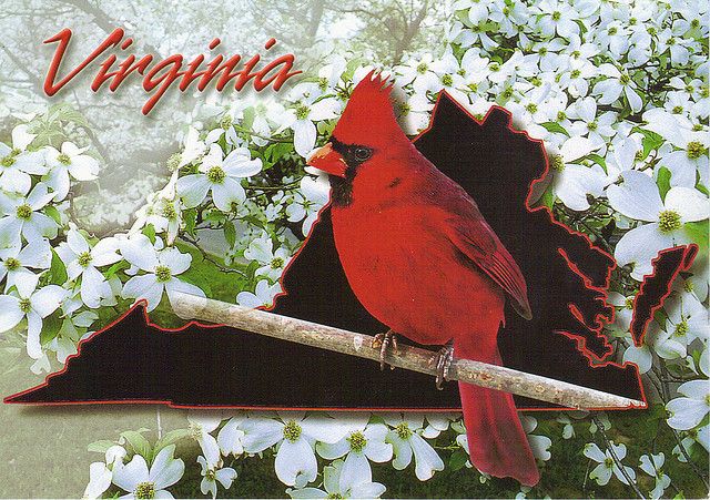 A vibrant red Northern Cardinal perches on a branch within the silhouette of Virginia, surrounded by white dogwood blossoms.