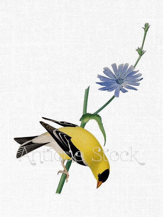American Goldfinch and Chicory Flower Illustration - Vintage Natural History Art