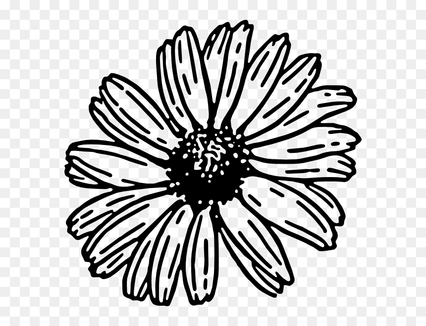 Black-and-white line drawing of a daisy-like flower with detailed petals and textured center.