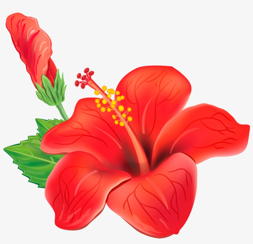 Vibrant red hibiscus flower with yellow stamen, green leaves, and a budding bloom on white background.