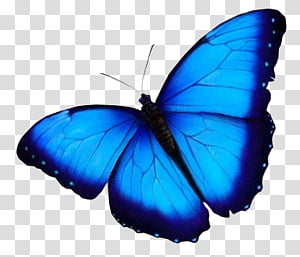 Vibrant blue morpho butterfly with iridescent wings spread wide against transparent background.