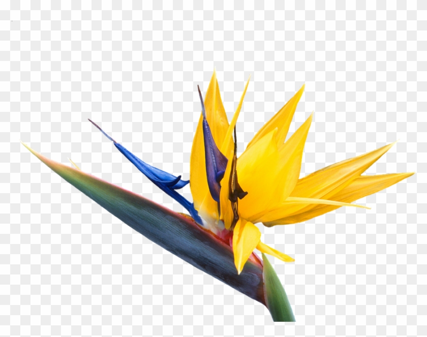 Vibrant bird of paradise flower with striking yellow petals and vivid blue-purple sepals against transparent background.