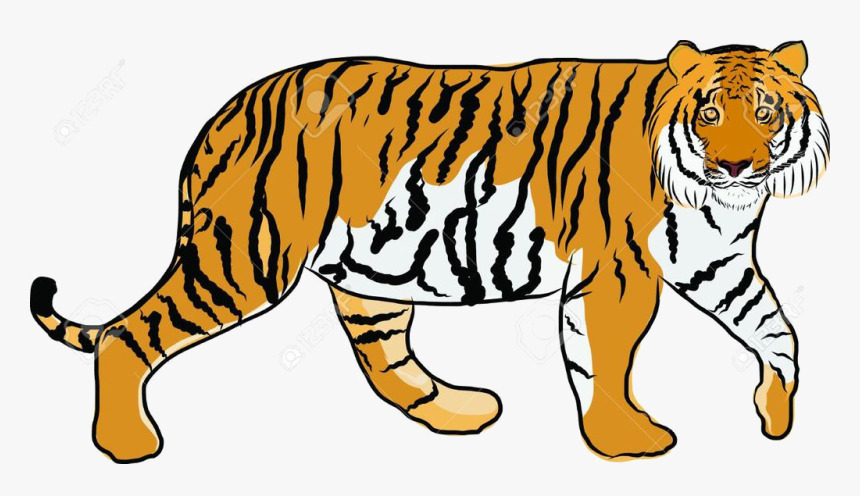 Stylized illustration of a walking tiger with bold orange and black stripes, white underbelly, and intense gaze.