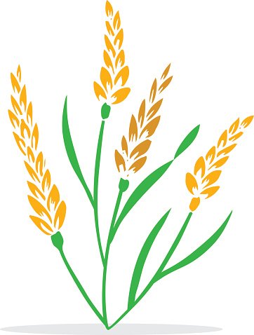 Wheat Stalk Illustration - Agricultural & Food Design Resource
